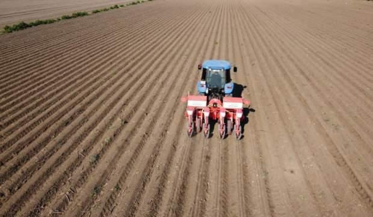 Çukurova’da ayçiçeği tohumları toprakla buluştu