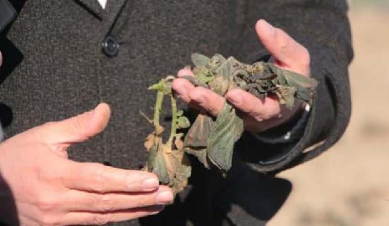 Çukurova'da tarım ürünlerini 'poyraz' ve 'don' vurdu