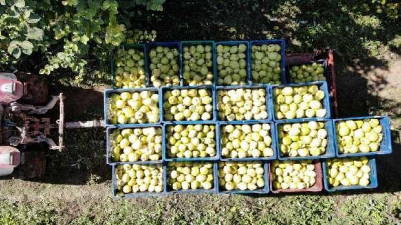 Dalların altın sarısında hasat zamanı