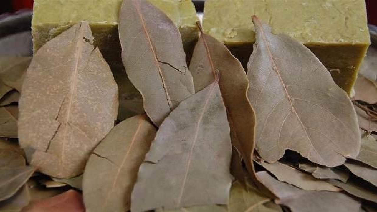 Defneden bu yıl ekonomiye 2 milyar lira katkı hedefleniyor