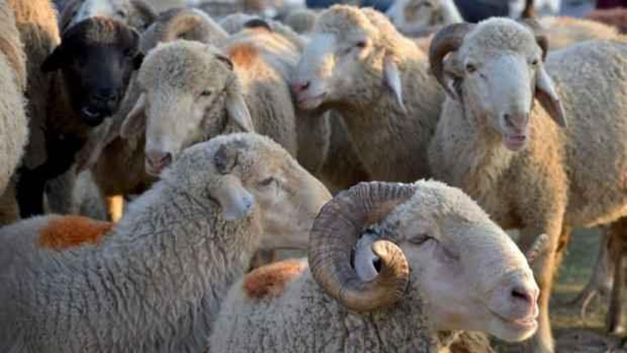 Deniz Feneri, 2023 kurban alım bedelini açıkladı