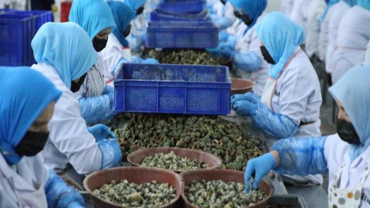Deniz salyangozu ihracatından 5,6 milyon dolar gelir