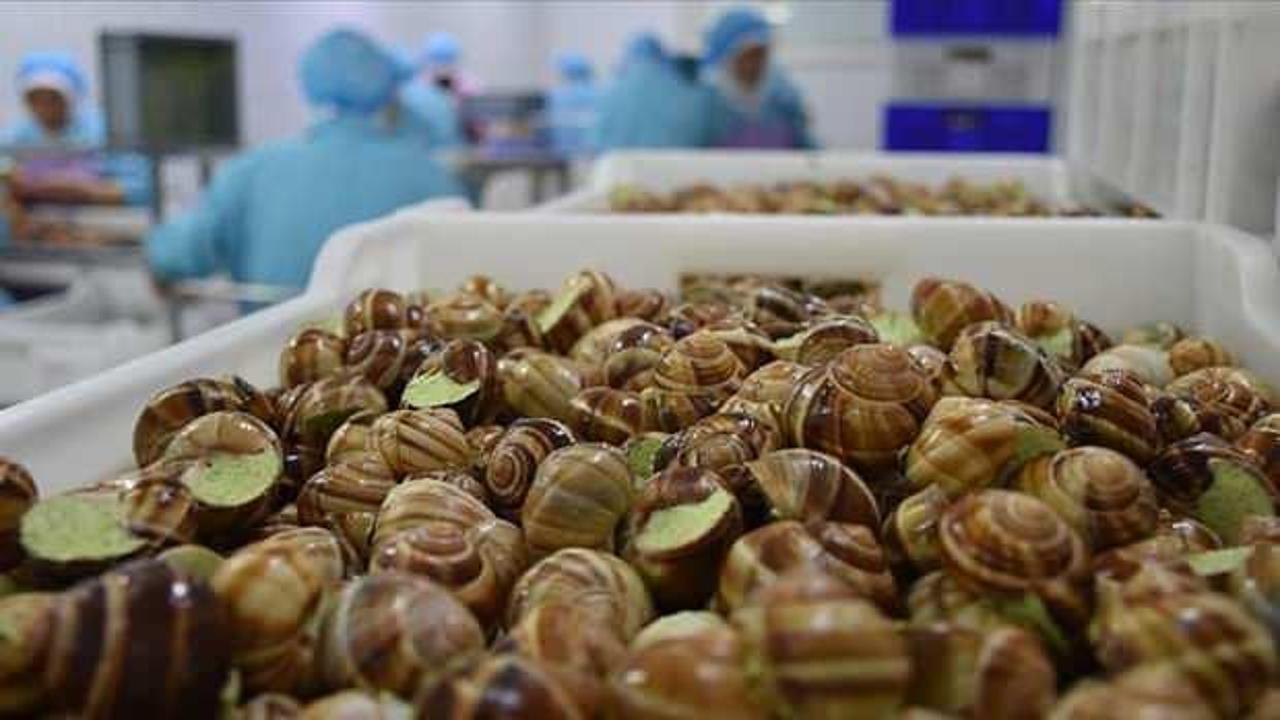 Deniz salyangozu ihracatından 8 milyon dolar gelir