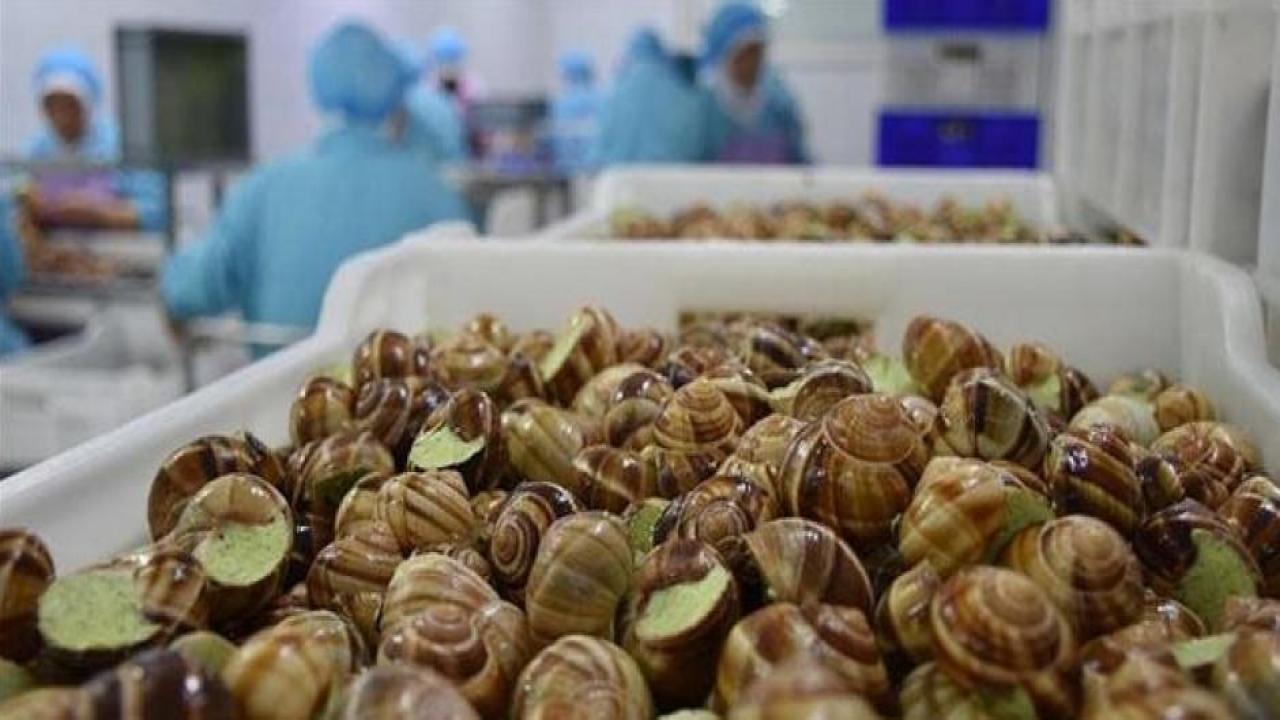 Deniz salyangozundan 3,2 milyon dolar gelir