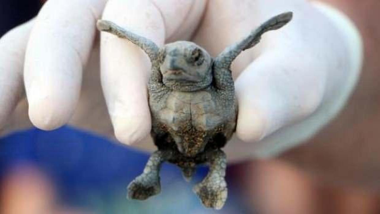 Denize ulaşan yavru caretta sayısı iki kat arttı