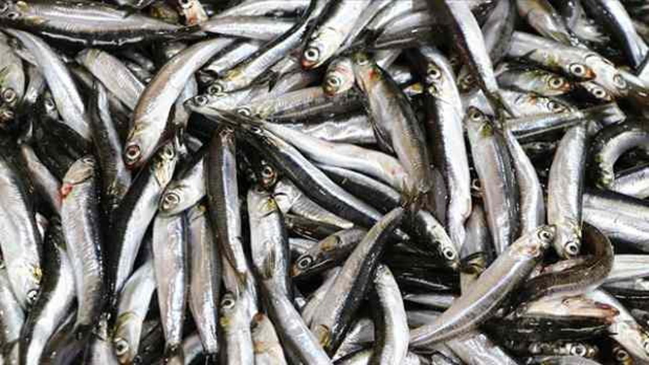Denizin incisi hamsi tezgahlarda! Hamsinin kilosu ne kadar, kaç TL?