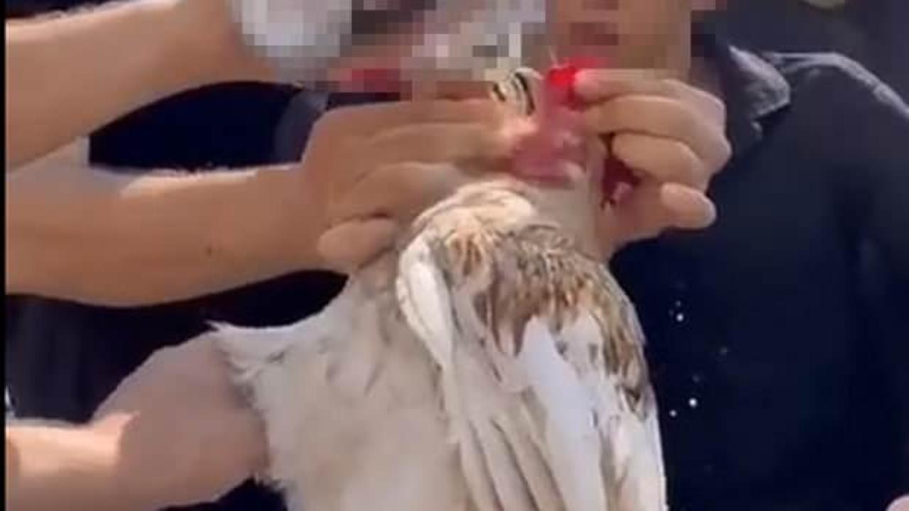 Denizli'de skandal görüntüler: Horoza içki içiren 5 kişiye para cezası!