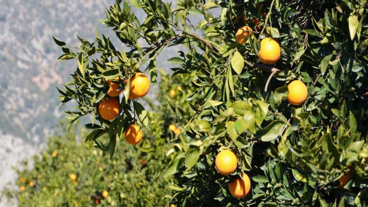 Deprem bölgesinde hasat uyarısı