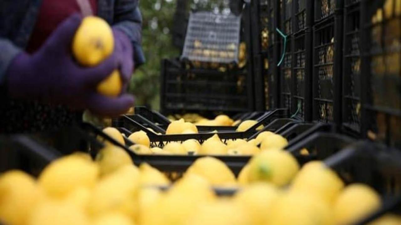 Depremzede limon üreticilerine destek