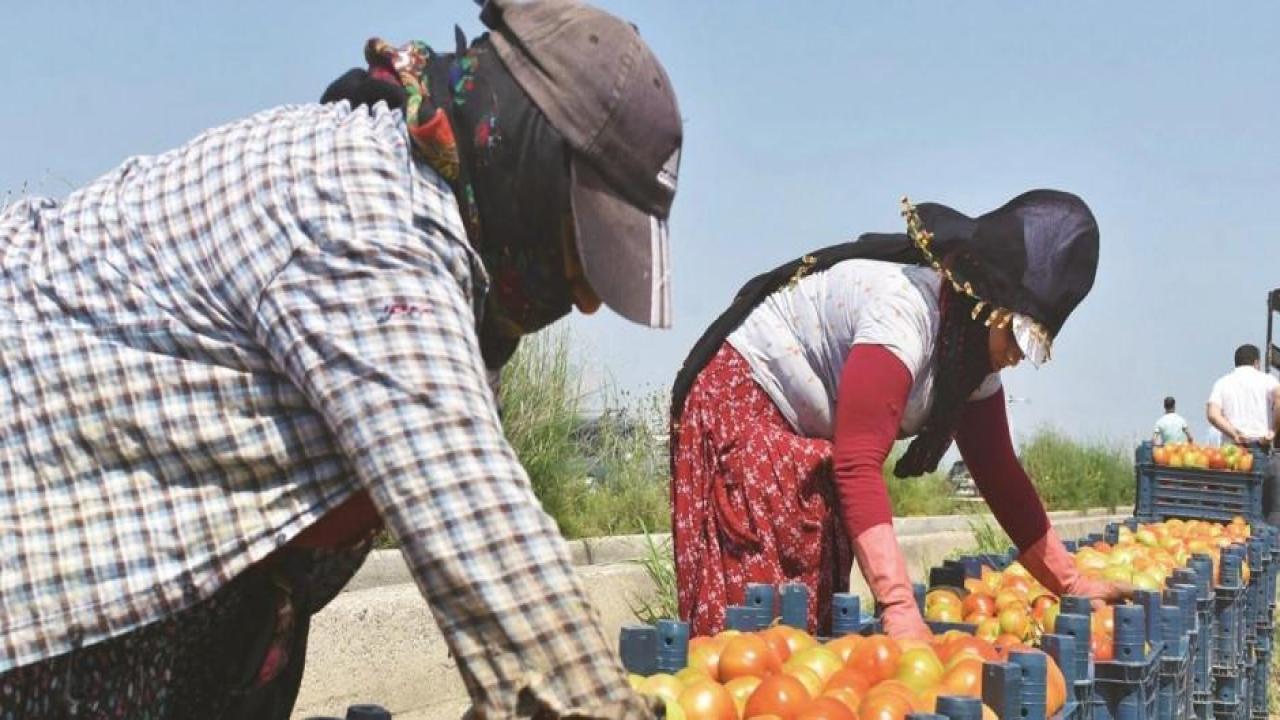 Depremzedelerin mahsulünü devlet alacak