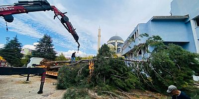 DEV PROJEDE BELEDİYE EKİPLERİNİN AĞAÇ HASSASİYETİ