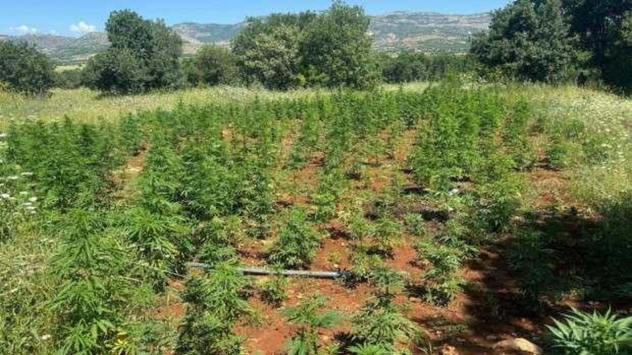 Diyarbakır'da 102 bin kök Hint keneviri ele geçirildi
