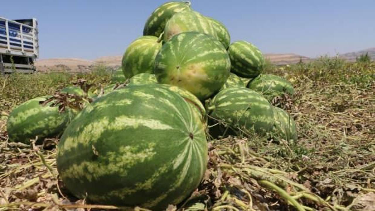 Diyarbakır’da karpuz hasadı başladı