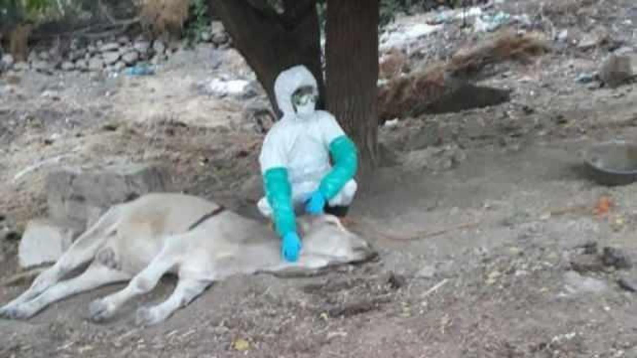 Diyarbakır'da kuduz köpek vakası: Çiftlik karantinaya alındı