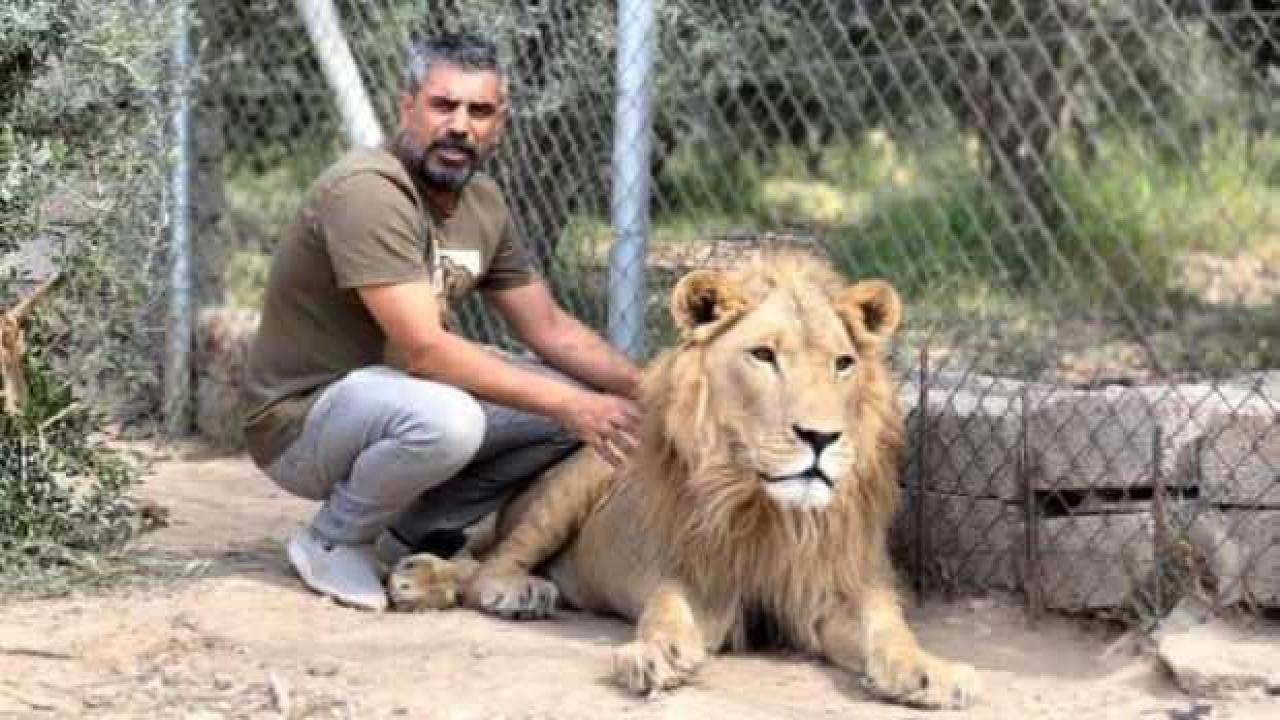 Diyarbakırlı Ahmet evde aslan besliyor: Ayda bir buçuk ton et yiyor