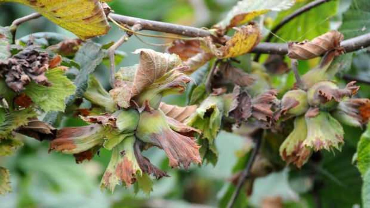 DKİB'ten açıklama: TMO deposundaki fındığı satışa çıkarmamalı