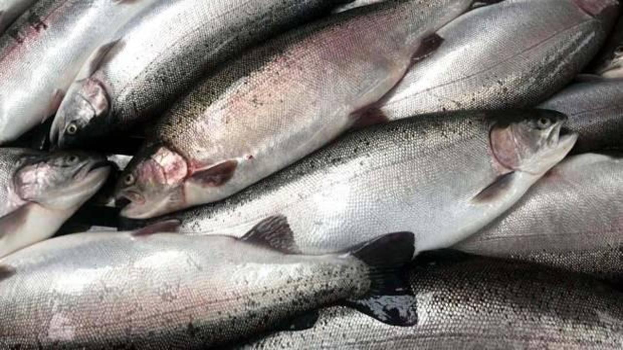 Doğu Karadeniz'in somon ihracatı arttı