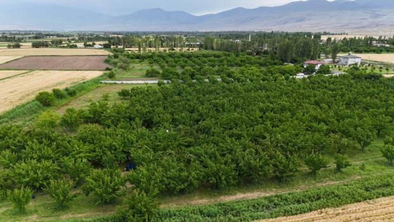 Doğu'nun Çukurova'sı Iğdır’da 'sarı altın' hasadı başladı