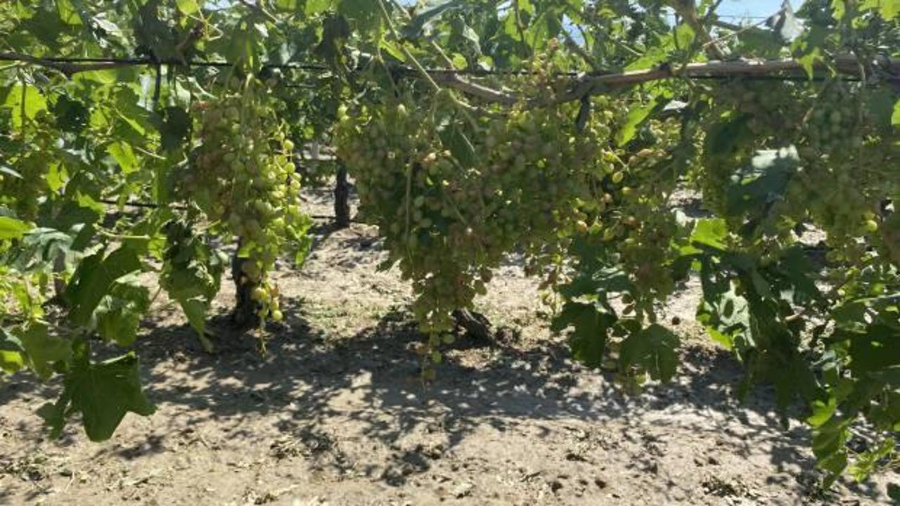 Dolu yağışının ardından üzüm bağlarında hasar tespiti başladı