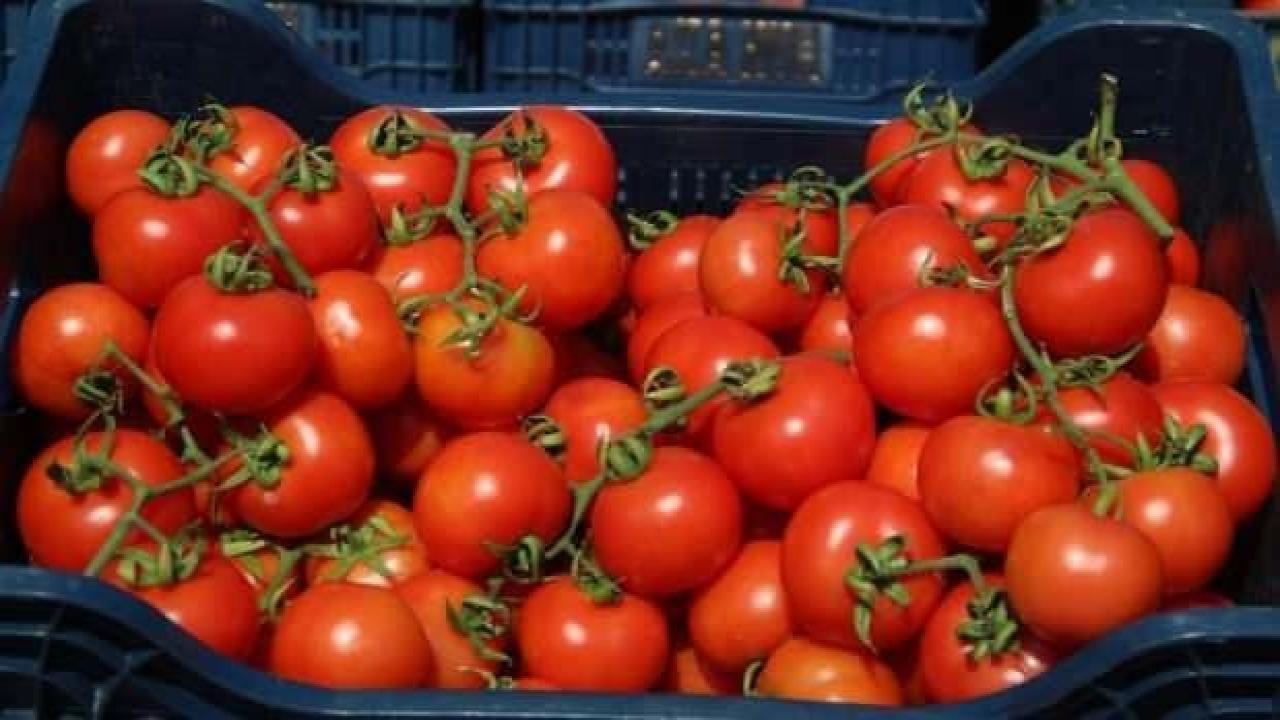 Domates ihracatına kısıtlama
