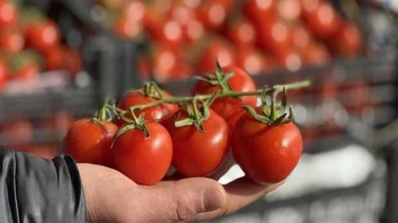 Domates üreticilerine ilaç gibi gelen Rusya kararı