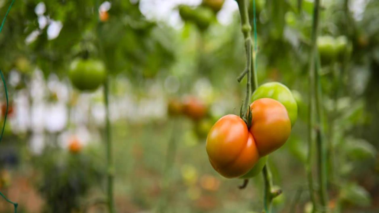 Domatesin fiyatı seradan markete yüzde 175 artıyor