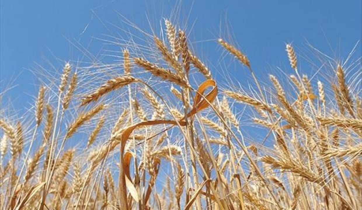 Dünya Bankası: Küresel buğday pazarında bozulma riski yüksek