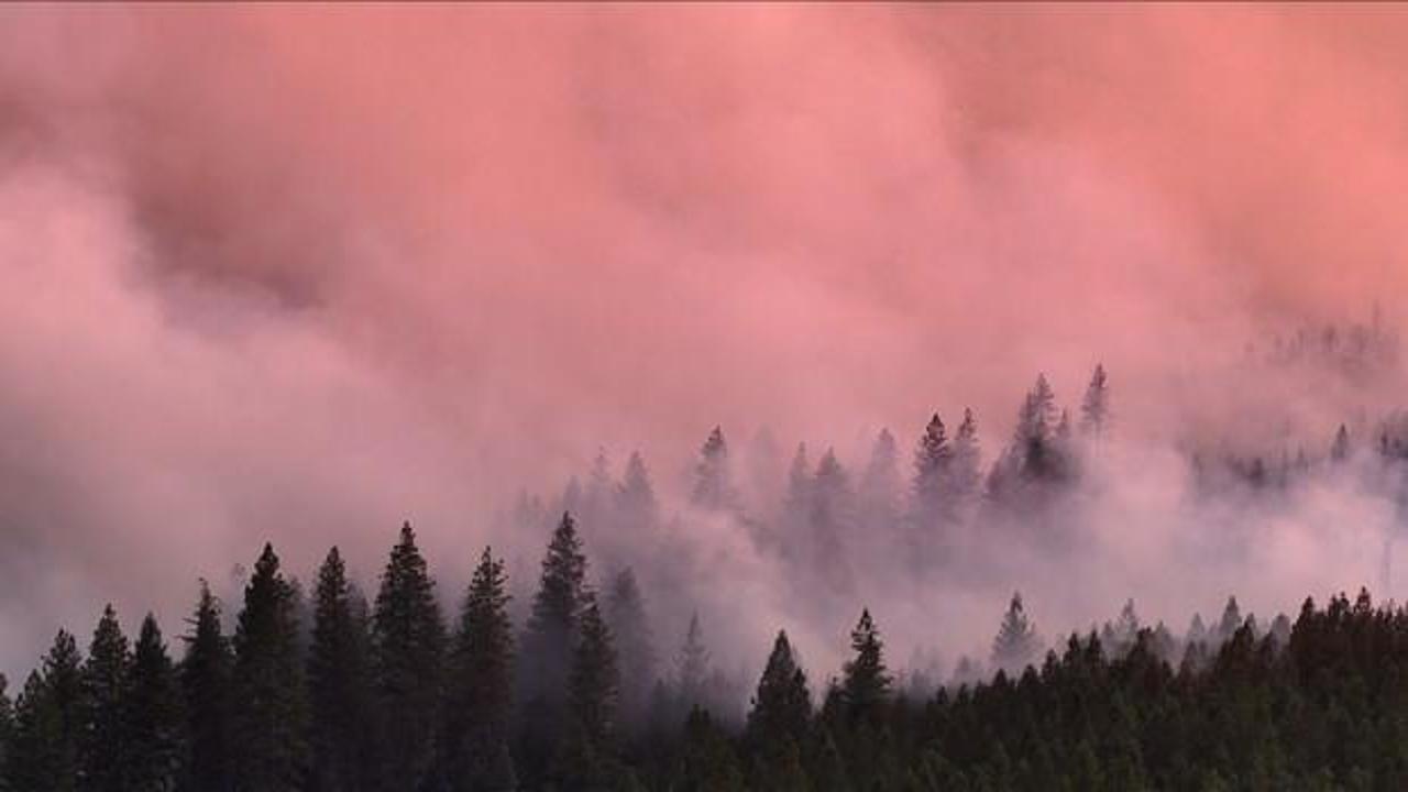 Dünya Meteoroloji Örgütü: İklim değişikliğinin, orman yangınları üzerinde etkileri var