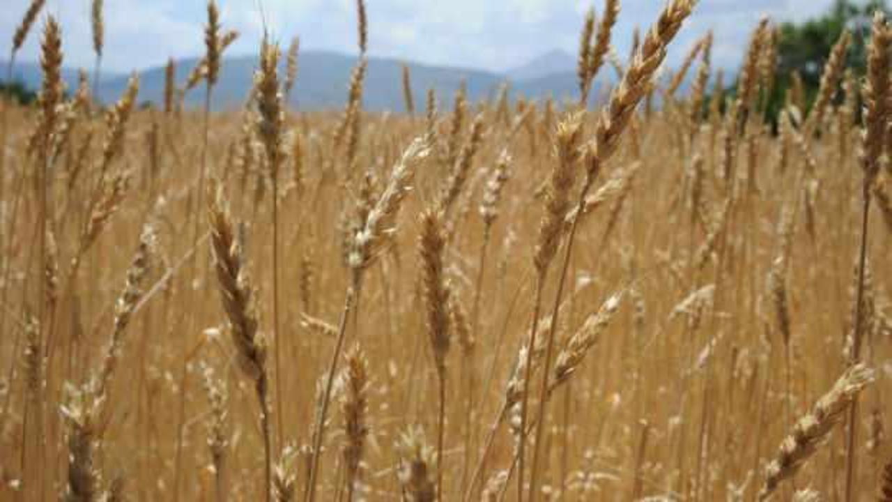 Dünyada talep patladı! 62 milyon ton üretim yapılacak