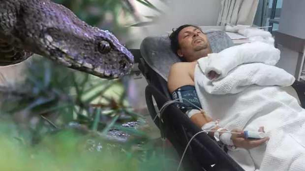 Dünyanın en zehirli yılanı zeytin toplayan adamı soktu