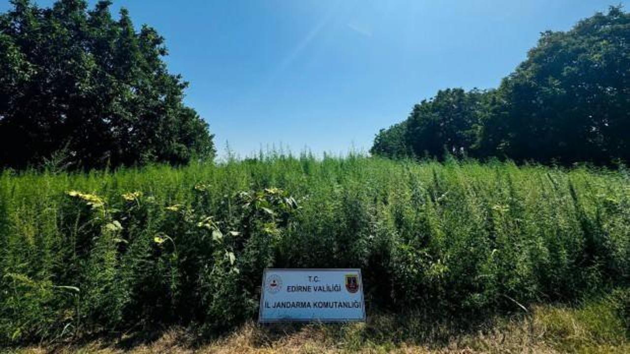 Edirne'de 120 bin kök kenevir yakalandı