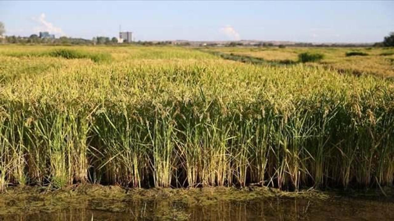 Edirne'de kuraklığa karşı yağışlı dönemde Tunca Nehri ve havzasında su biriktirilecek