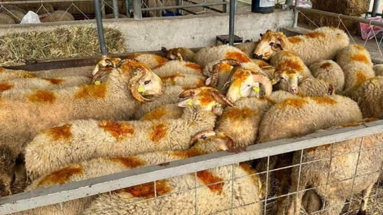 Edirne'de kurban satış yerlerinde denetim