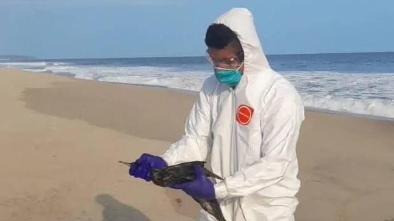 El Nino başladı: Yüzlerce kuş açlıktan öldü