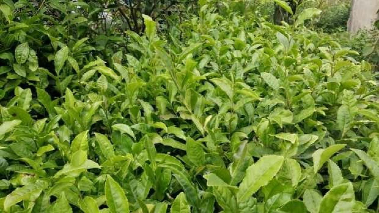 Emekli olduktan sonra hobi olarak başladı! Şimdi yeni mesleği oldu