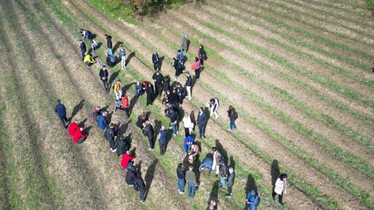 En değerli bitkinin hasadı başladı! Kilosu 450 bin liradan satılacak