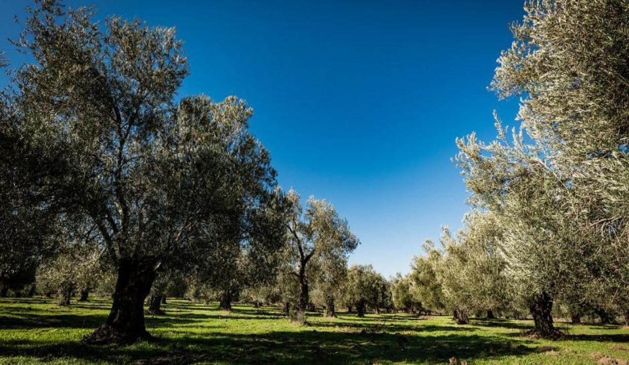 Enerji Bakanlığı'ndan 'zeytinlik' açıklaması!