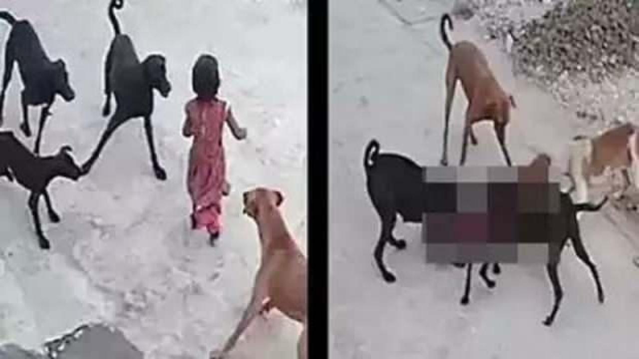 Erdoğan'ı hedef alan BBC Türkçe'den 'başıboş köpek' ikiyüzlülüğü!