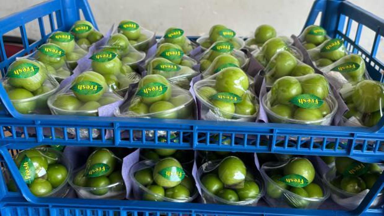 Erik sezonu başladı! Kilosu 2 bin 250 liradan ihraç ediliyor...