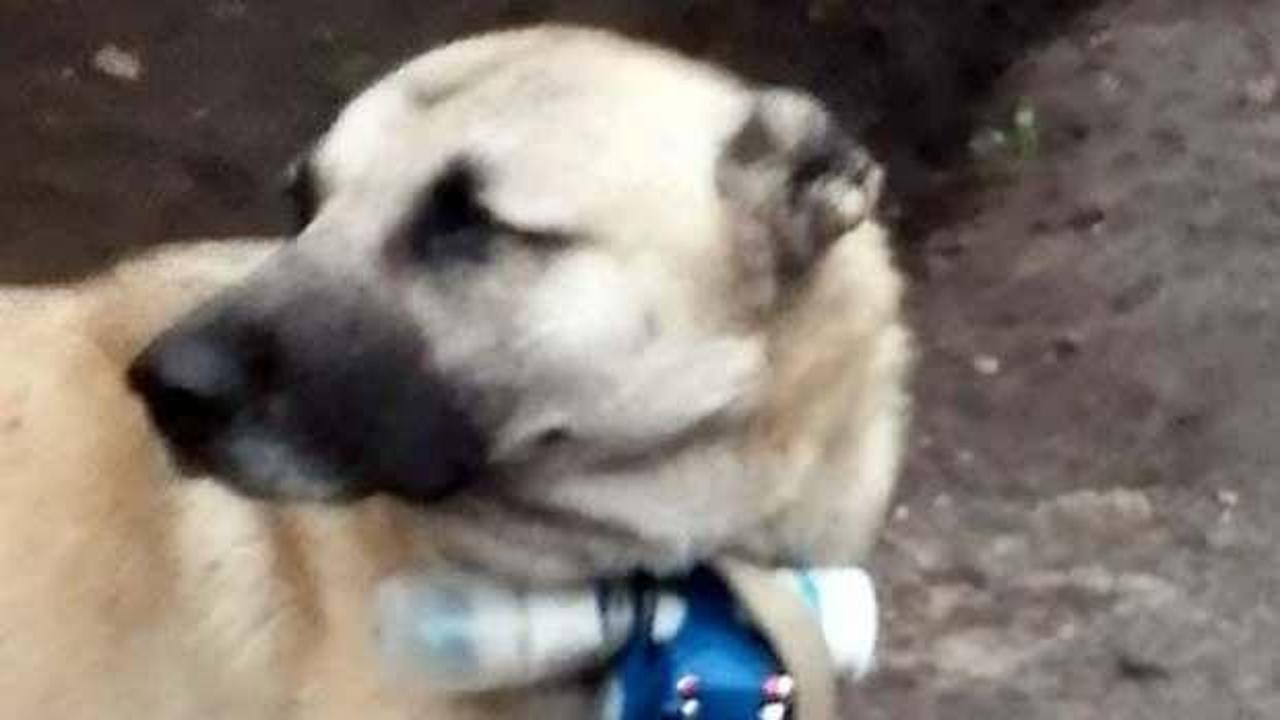 Ermenistan'dan köpekle provokasyon