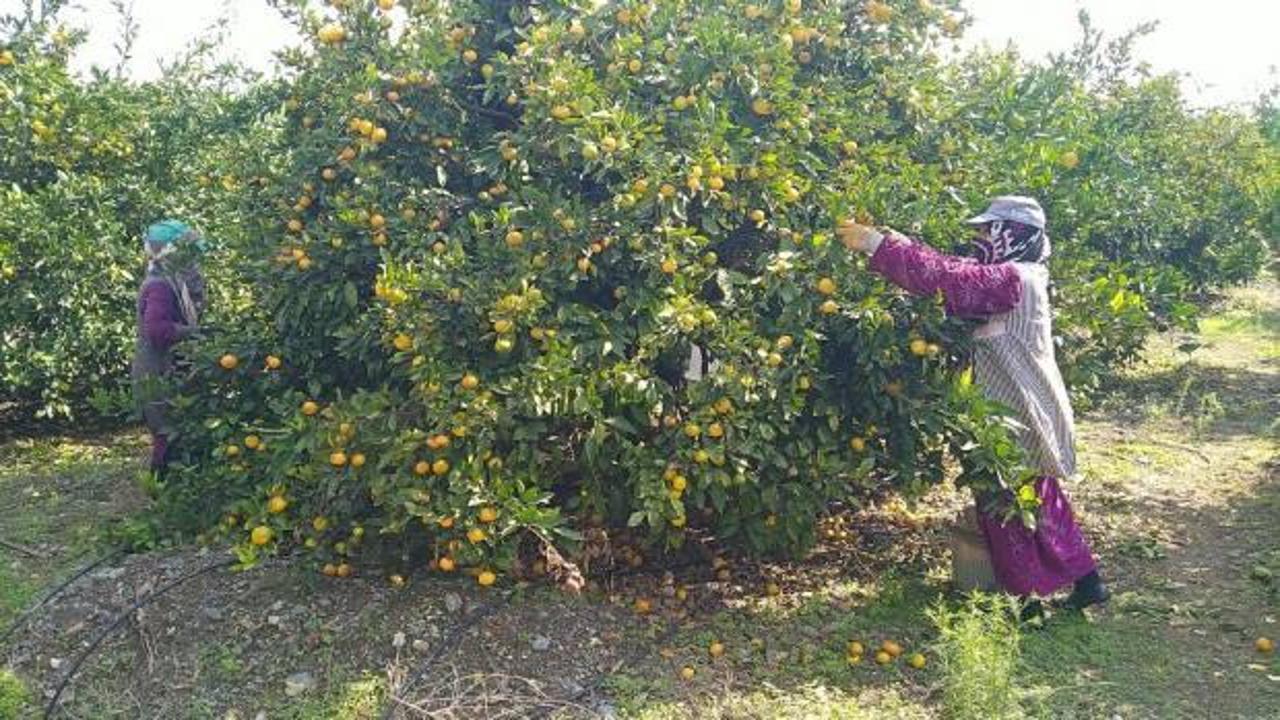 Erzin'de üreticiler narenciyeyi toplayacak işçi bulamamaktan dertli