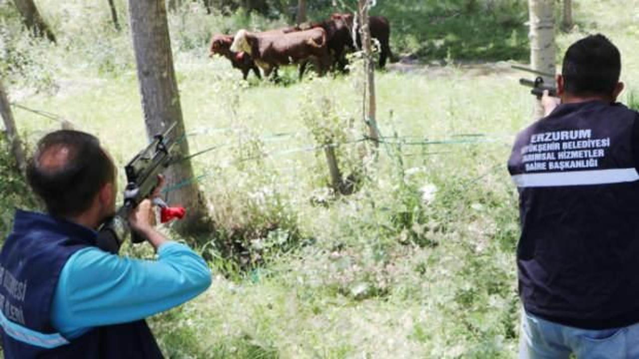 Erzurum'da boğalar firar etti! Tek tek vuruldular
