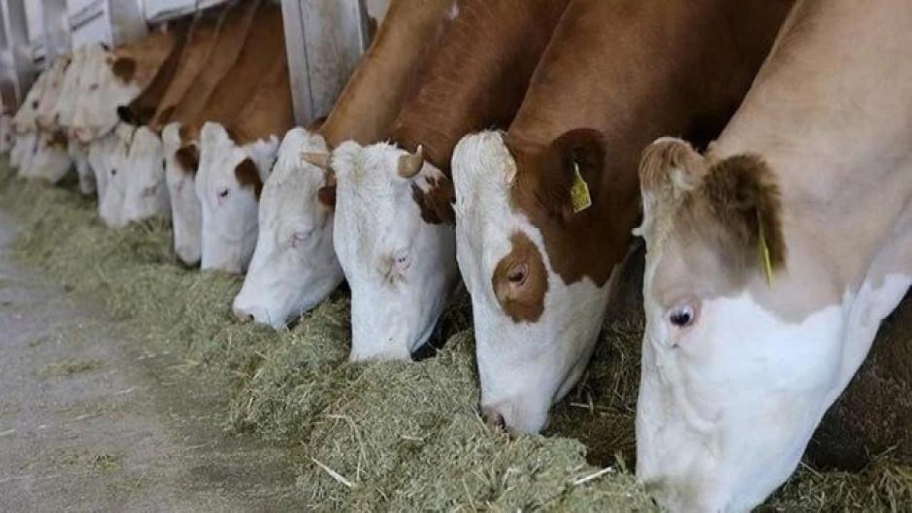 Et ve Süt Kurumu'ndan 'besi çiftliği' hamlesi