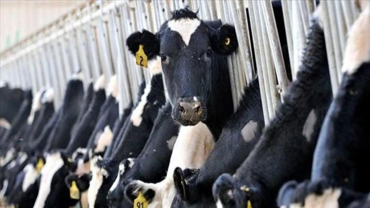 Et ve süt üretimi alarm veriyor