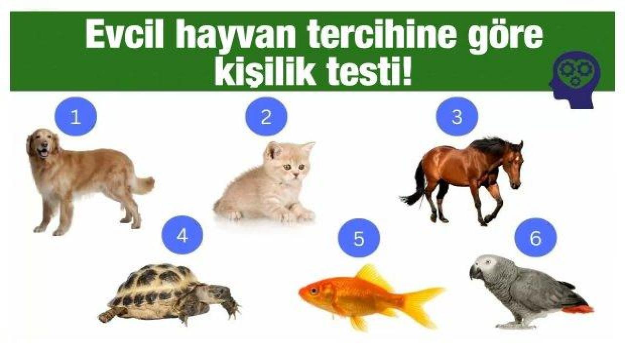 Evcil hayvan kişilik testi ile özelliklerinizi öğrenin! Evcil hayvan seçiminiz sizin için neler diyor?