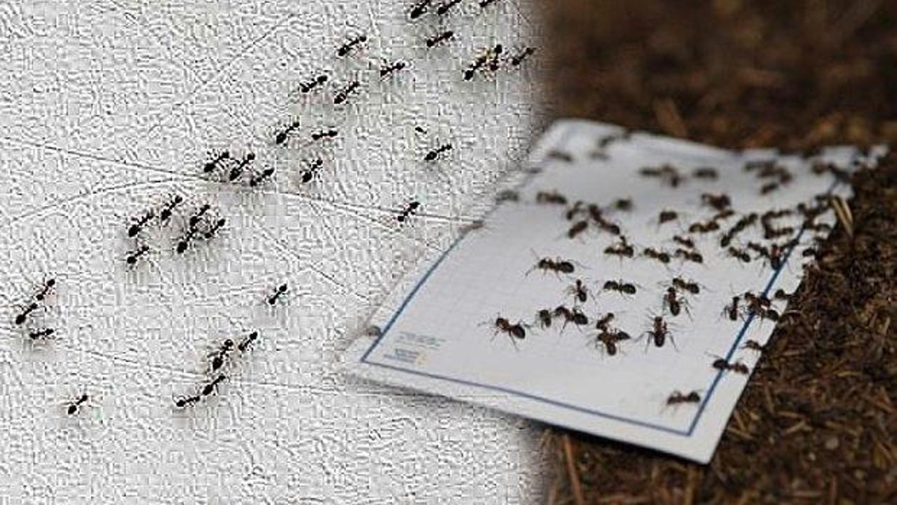 Evde karınca sürüsü nasıl yok edilir: Karınca sürüsünden kurtulmak için bunları yapın!
