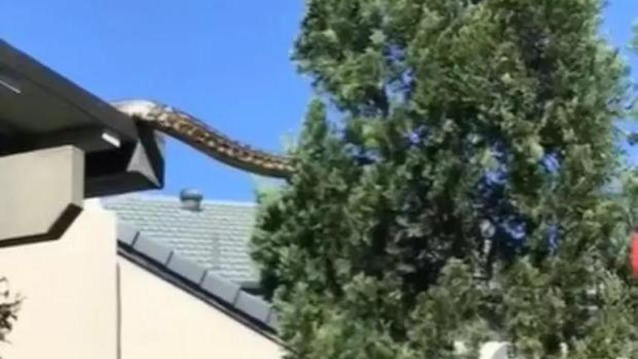 Evin çatısındaki devasa piton korkuttu