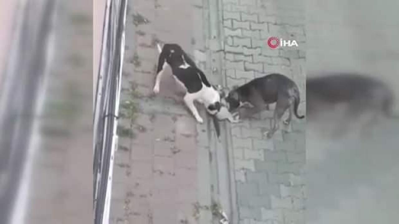 Fatih'te mahallenin kabusu oldu: Pitbullar son 3 ayda 25 kediyi öldürdü
