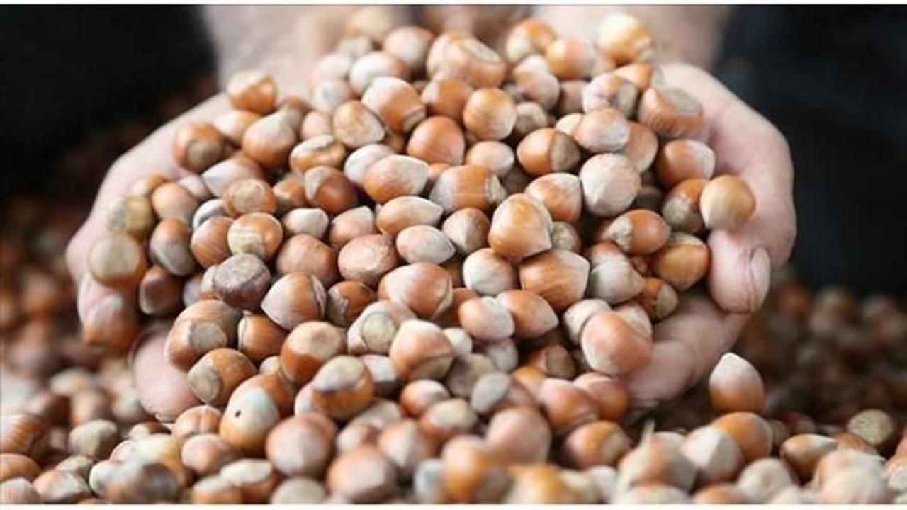 Fındık ihracatında 300 bin ton hedefi