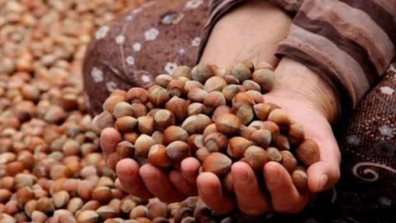 Fındık ihracatının üçte biri Trabzon’dan